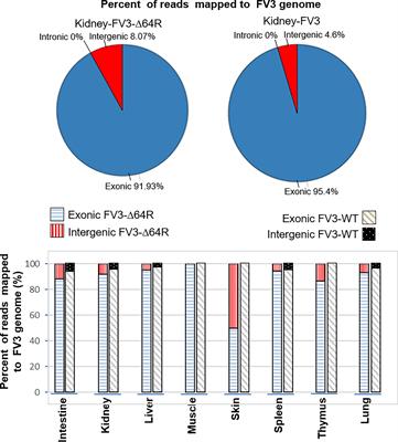 Targeted Transcriptomics of Frog Virus 3 in Infected Frog Tissues Reveal Non-Coding Regulatory Elements and microRNAs in the Ranaviral Genome and Their Potential Interaction with Host Immune Response